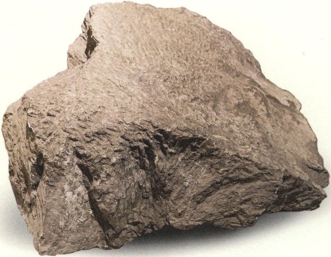 蜂巢珊瑚化石